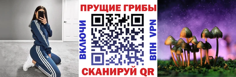Псилоцибиновые грибы Cubensis  как найти наркотики  Алдан 